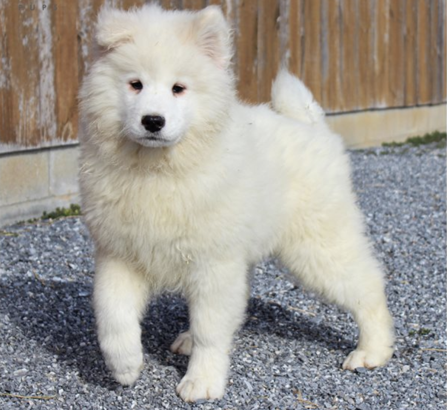 comprar cachorros sanos, baratos y asequibles para la venta